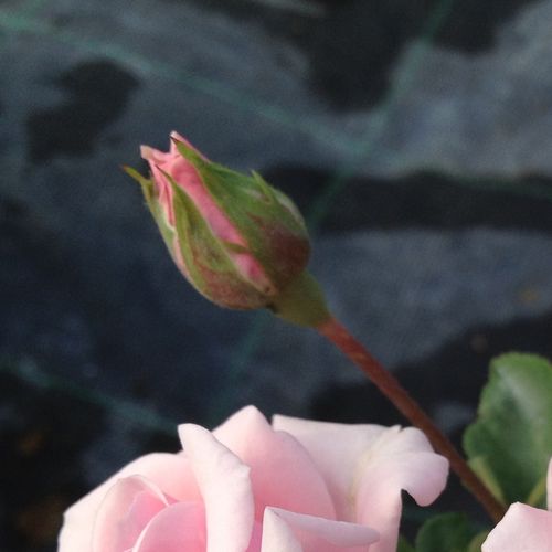 Rosa  Felberg's Rosa Druschki - růžová - Stromkové růže, květy kvetou ve skupinkách - stromková růže s rovnými stonky v koruně